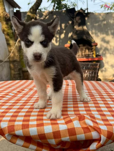 Safkan Irk Garantili Husky Yavrular