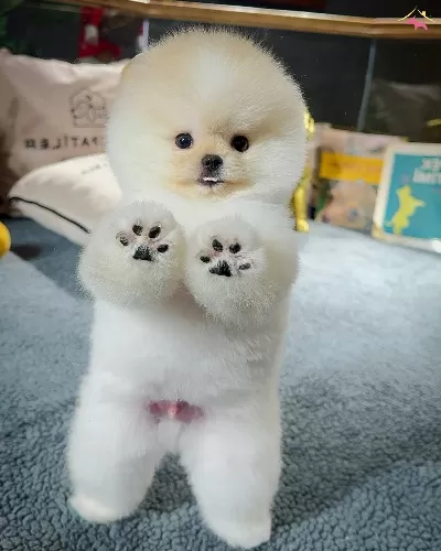 Safkan Pomeranian Boo Yavrularımız