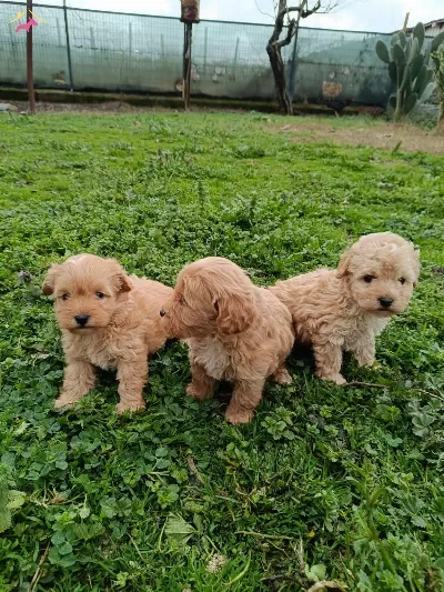 Poodle Ayarında Maltipoo Bebekler