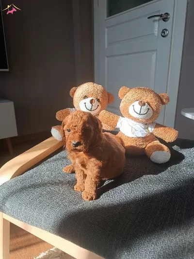 Kore Irk Toy Poodle Yavrular