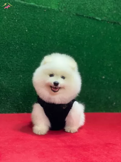 Sağlık Ve Irk Garantili Boo Yavrularım