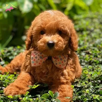 Tooy Poodle Red Brown kıpkırmızı Yavrumuz