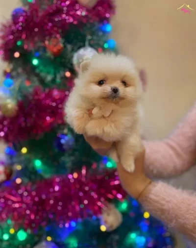 Ayı Surat Pomeranian Boo Bebeklerimiz