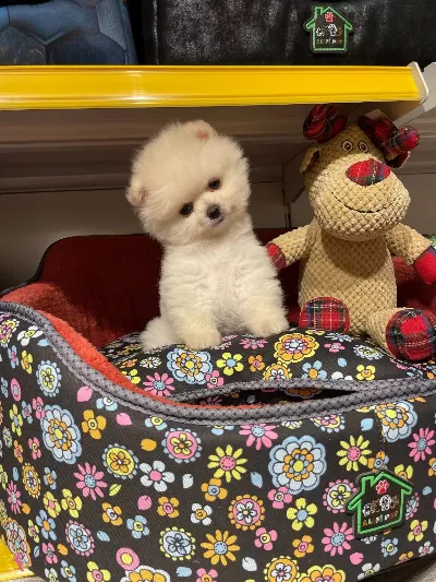 Gülen Surat Pomeranian Boo Yavrularımiz
