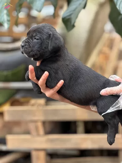 Muhteşem Anatomiye Sahip Cane Corso Yavrularım