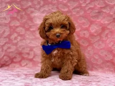 Tooy Poodle Cinsi Yavrular