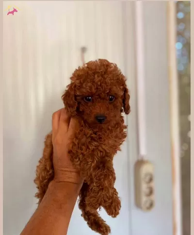 Tooy Poodle Numara Buyumeyen Cinsler