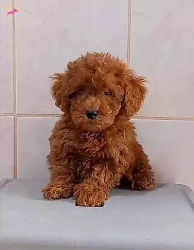 Tooy Poodle Red Braw