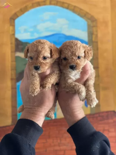 Minnos Surat Apricot Maltipoo Bebeklerimiz