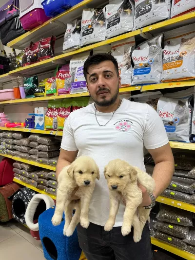 Golden Retriever Bebeklerimiz
