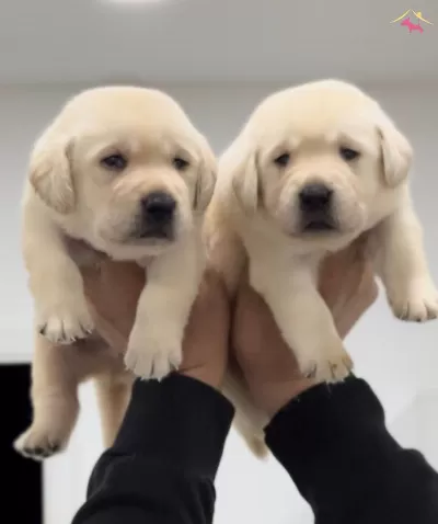 Mukkemmel Irk Kalitesinden Labrador Yavru