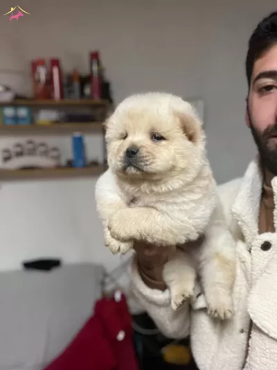 Turkiyenin En Buyuk Chow Chow Ciftliginden Yavrular
