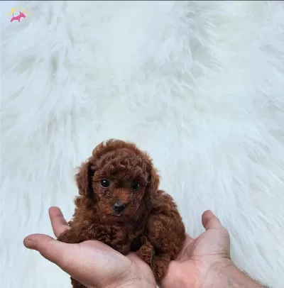 Redbrovn Toy Poodle Yavrularımizz