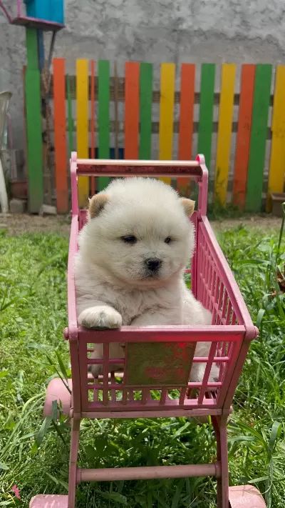 Ruhsatlı Ciftlikten Chow Chow Yavruları