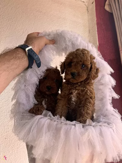 Bayram Sekeri Orjinal Toy Poodle Yavrularım