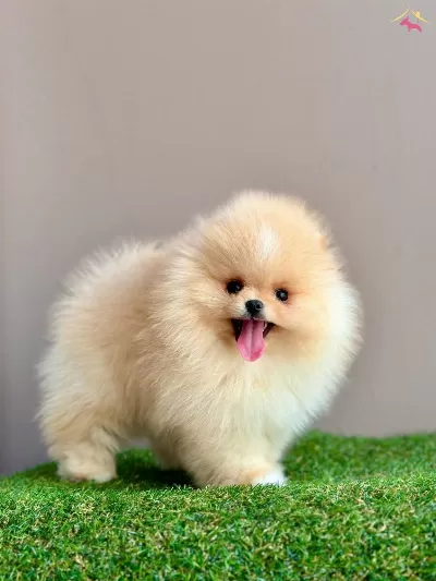 Pomeranian Boo Teddy Bear Yavrular Safkan Ruhsatlı Ciftlik