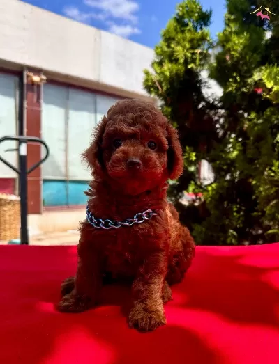 Toy Poodle Safkan Anne Babadan En Ufak Boy
