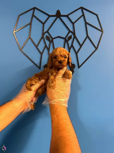 Irk Garantili Orijinal Maltipoo Bebekler