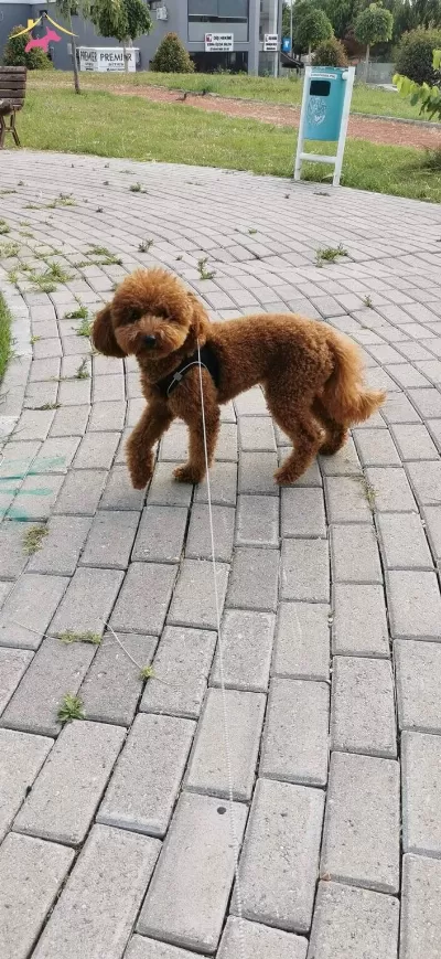 Tooy Poodle Cinsi Sirin Bebekler