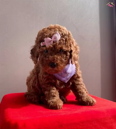 Korenin Goz Bebegi Mini Toy Poodle Bebeklerimiz