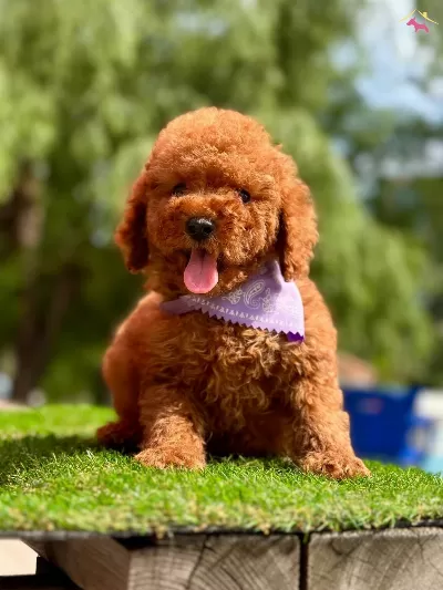 Toy Poodle Kore Yavrularımız Ruhsatlı Ciftlikten