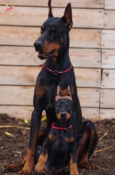 Irkının En Asili Doberman Yavrularım