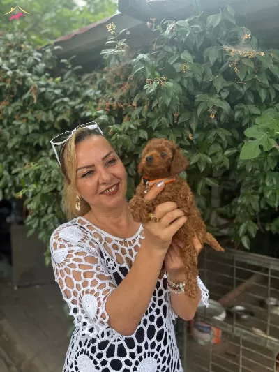 Efsane Mini Boy Toy Poodle Yavrularımız