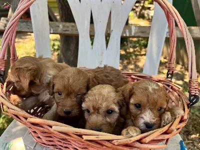 F2 Maltipoo Cinsi Bebeklerimiz