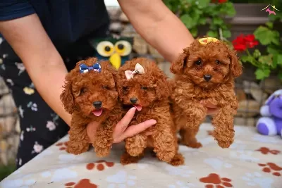 Toy Poodle Safkan Yavrularımız