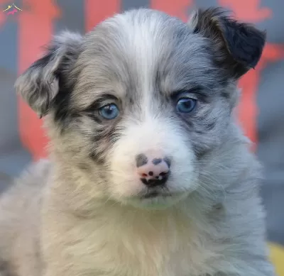 Safkan Border Collie Zeka Kupu Yavrular