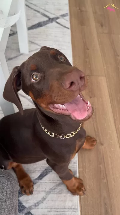Europan King Doberman Yavrular