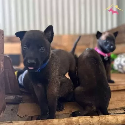 Belçika Malinois Safkan Yavrular