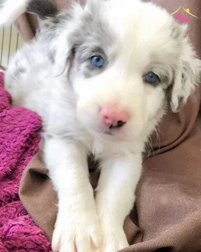 Akıl Kupu Border Collie Yavrular