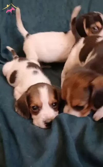 Elizabet Beagle Yavrularımız