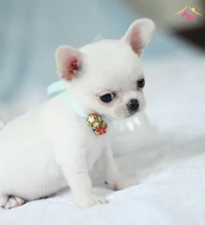Elma Kafa Xs Mini Chihuahua Yavrularımiz Saglik Garantili