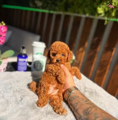 Toy Poddle Scrli Yavrularımız