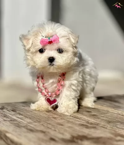 Maltese Terrier En Ufak Boy Kar Beyaz Yavrularımız