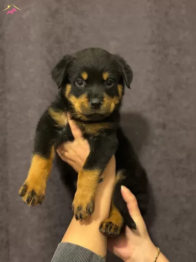 Irk Ve Sağlık Garantili Rottweiler Yavrularım