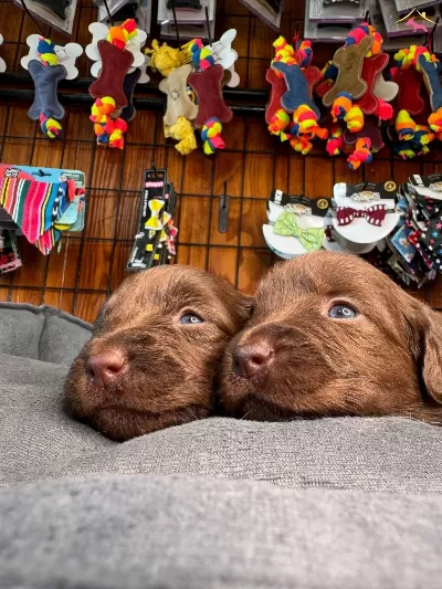 Safkan Chocolate Ve Siyah Labrador
