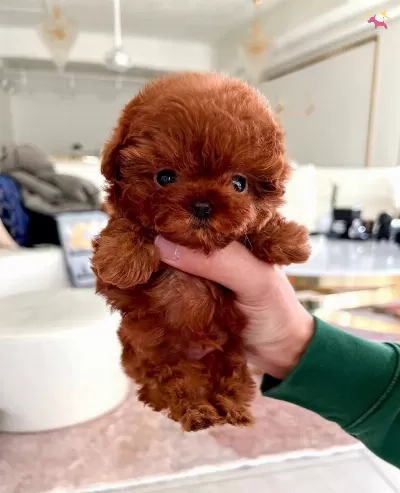 Muhteşem Surat Kore Poodle Yavruları