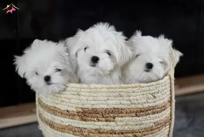 Sıfır Numara Maltese Bebeklerimiz
