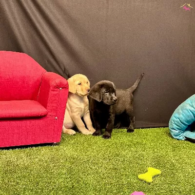 Birinci Sınıf Labrador Yavruları