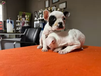 Safkan Irk Garantili Fransiz Bulldog Yavruları