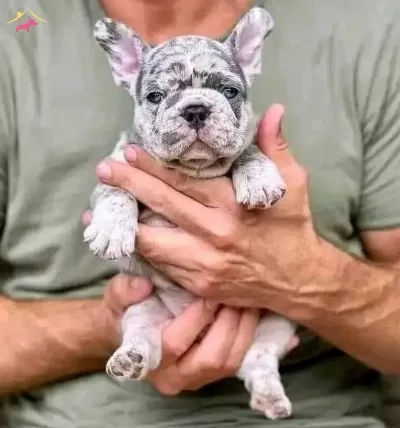 Irk Garantili Fransiz Bulldog Yavruları