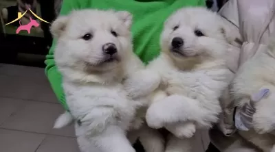 Safkan Irk Garantili Samoyed Yavrular