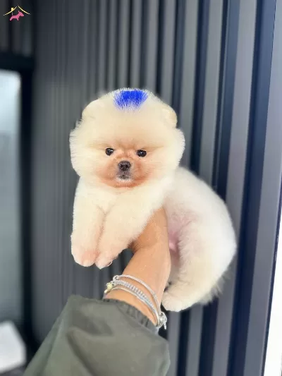 Yuzde Yüz Ayı Surat Ust Kalite Pomeranian Boo
