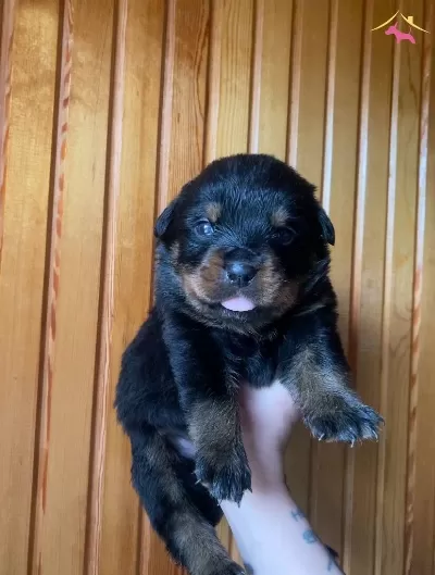 1 5 Aylık Rottweiler Yavruları