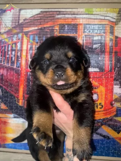 2 Aylk Rottweiler Yavrular