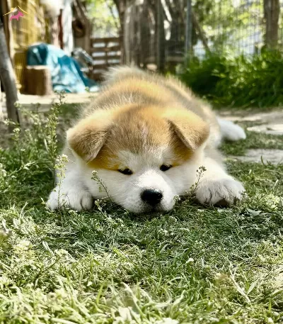 Safkan Akita Aşıları Tam