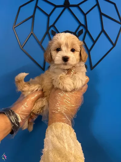 Irk Garantili Gerçek Maltipoo Bebekler